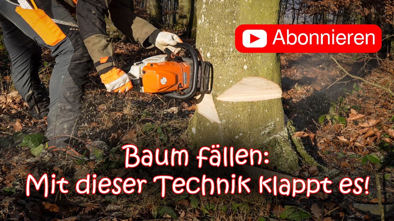 Sicher Bäume Fällen mit der Sicherheitsfälltechnik | Mein Vorgehen Schritt für Schritt