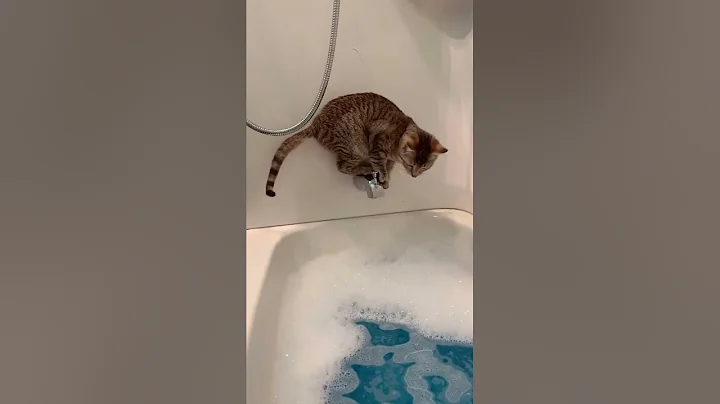 Video 1056471: cat bathtub fails, spotted cat, funnycatvideos