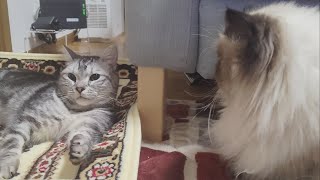 【ヒマラヤン】新しいマットを見た猫たちの反応【多頭飼い】