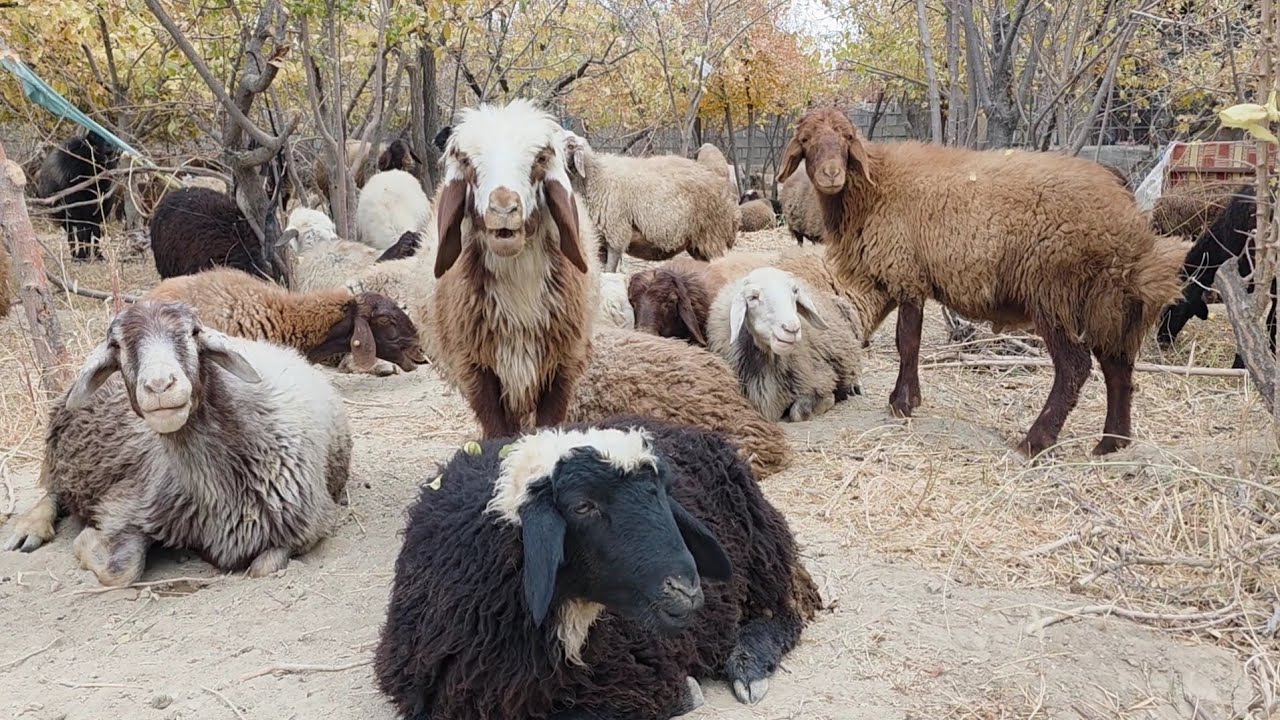 Sheep Herding Skills | How Nomads Control 300+ Sheep in Mountains