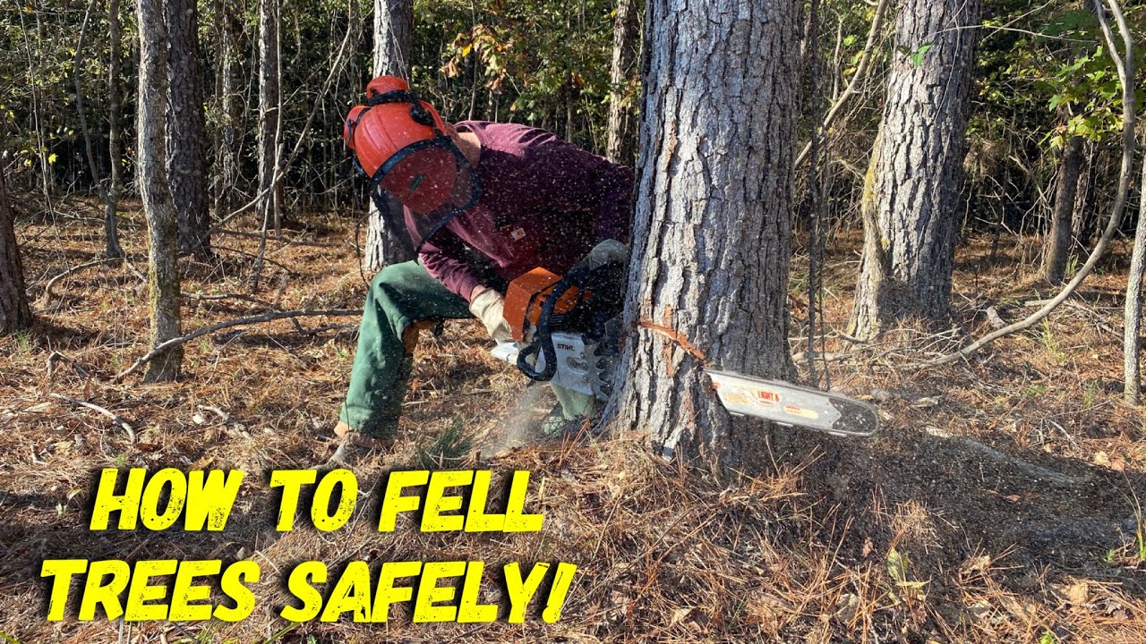 A tree felling class training others how to cut trees down YouTube