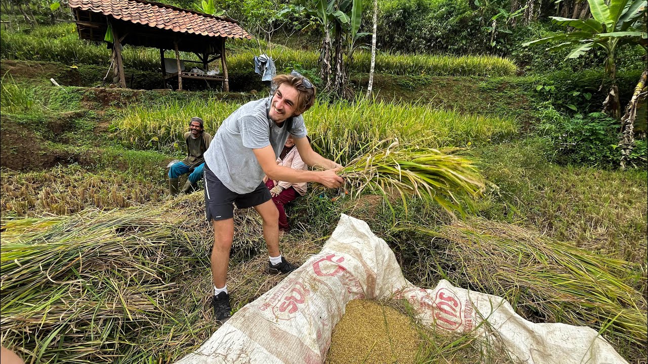 Tamu Prancis Nikmati Hidup di Kampung! Panen Padi & Belajar Gula Merah di Cianjur
