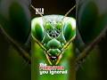 Why the Praying Mantis Is Evolution’s Perfect Killer #shorts