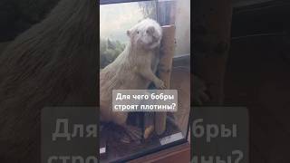 Для чего бобры строят плотины?