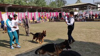 Dog Show in Delhi - DOGGYZ WORLD