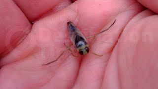 6 LOUDEST SOUNDS OF MOTHER NATURE! (caps were intentional)