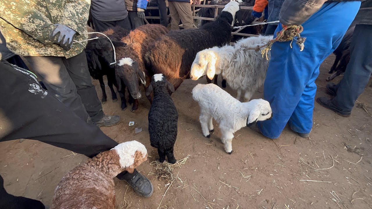 1 МАРТ ТУРТКУЛ КУЙ БОЗОРИ НАРХЛАРИ 