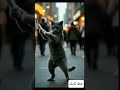 دكن دكن  اغاني  قطط صغيرة