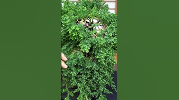 Juniper Bonsai #juniper #bonsaitree #diy