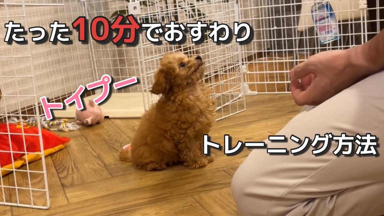 お迎え2日目 小さなトイプードル わずか10分でおすわり覚える - YouTube