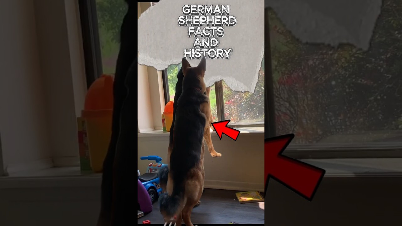 Unique Stories & Surprising Facts About German Shepherds 🐕🔥
