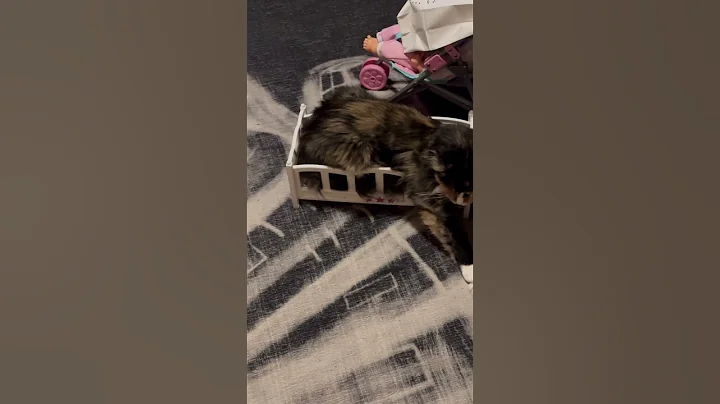 Watch the video about I’m a baby doll #mainecoon #cat #babydoll