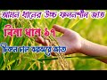 বিনা ধান ১৭ চাষ পদ্ধতি। আমন ধানের আগাম জাত বিনা ধান ১৭ । আমন ধানের উচ্চ ফলনশীল জাত।