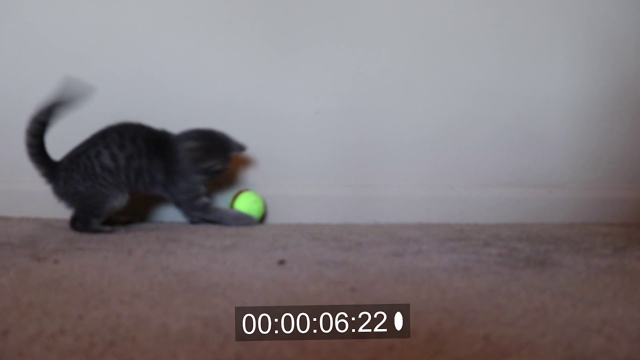 Kitten Playing with Tennis Ball on Carpet Part 1 Animation Reference