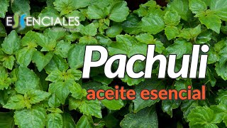 El Aceite Esencial De Pachuli.