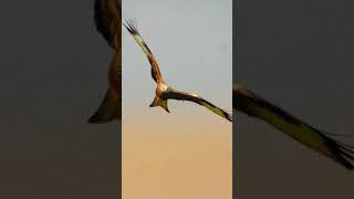 Rate this red Kite photo 1 to 10
