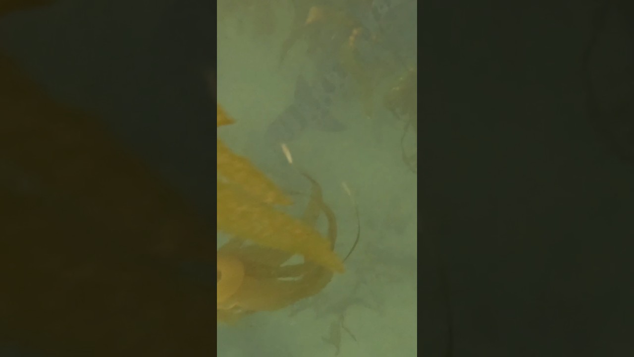 Swimming with SHARKS ​⁠