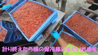 鮮度維持を意識した桜えび水揚げ