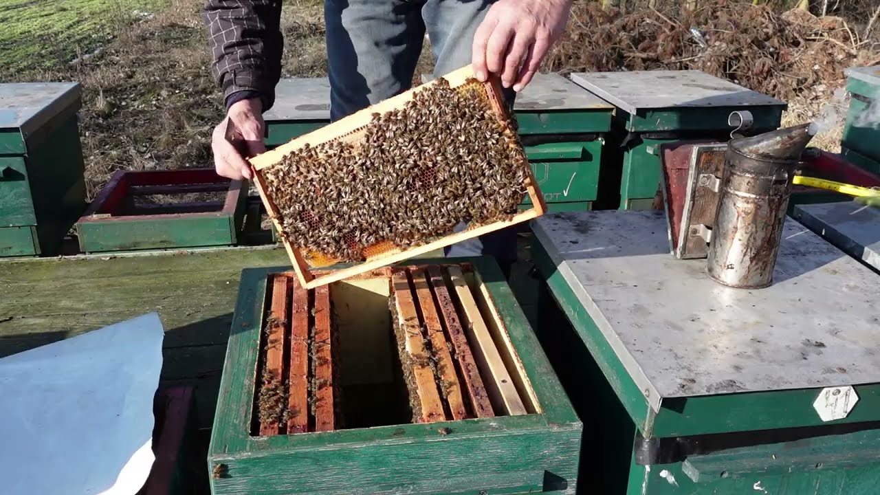 весеннее сокращение грезда пчел