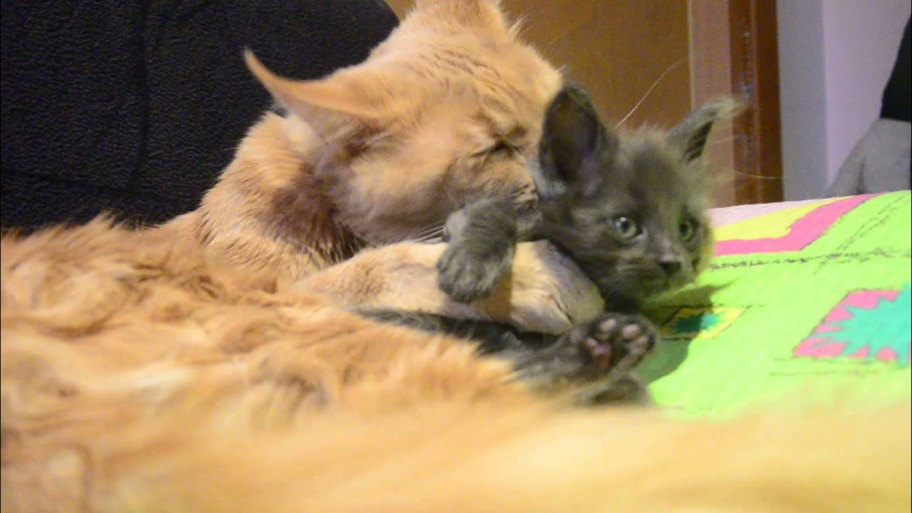 Кот папаша с котятами. Папа кот видео. Belug father cat фото. Мама кошка и папа кот. Папа кот знакомится с котятами.