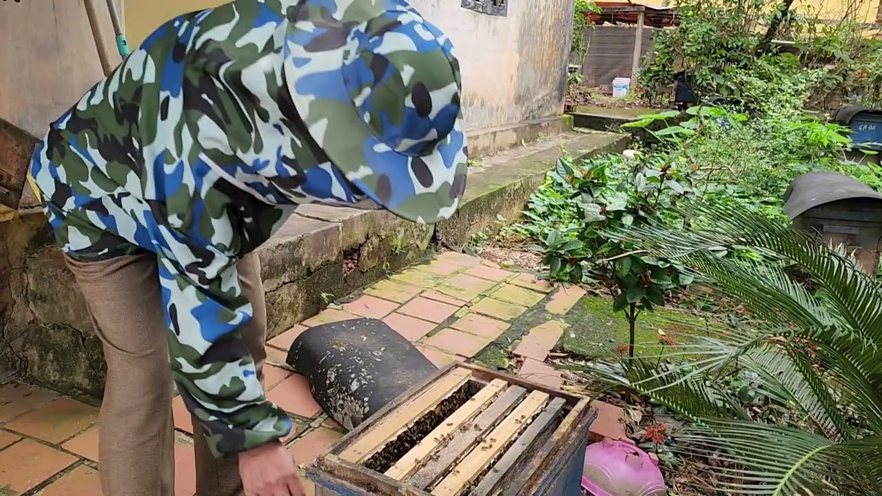 XEM MẬT MỠ NHƯ THẾ NÀO- NUÔI ONG NỘI Ở LG BẮC GIANG 