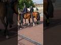 London police 🐎 #shorts #london #horse