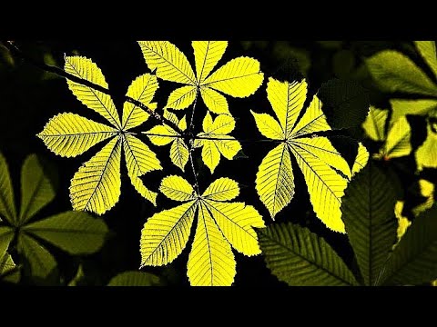 Video: Leben Zwischen Den Bäumen