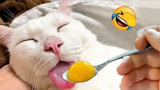 New Funny Animals 😂 Funniest Cats and Dogs Videos 😹🐶