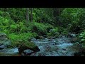 Powerful River Flow in Nature | Soothing Water Sounds for Deep Focus, Deep Sleep, adn Insomnia
