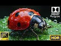 Macro World Wonders – Tiny Life Captured in 8K HDR 60fps Dolby Vision