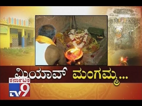 `Meow Mangamma`: People Worship Cat in Bekkalale Village at Mandya Dist