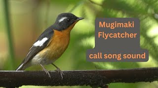 Mugimaki Flycatcher call song sound