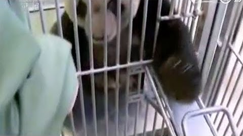 Perfect patient: Panda stretches out paw, ready for injection