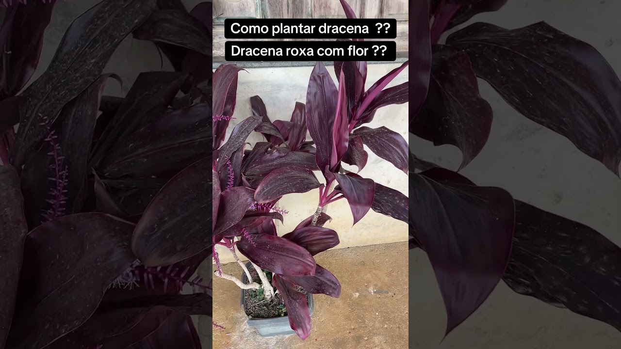 Purple dracaena!! #plants #flowers #dracaena #garden #nature - YouTube