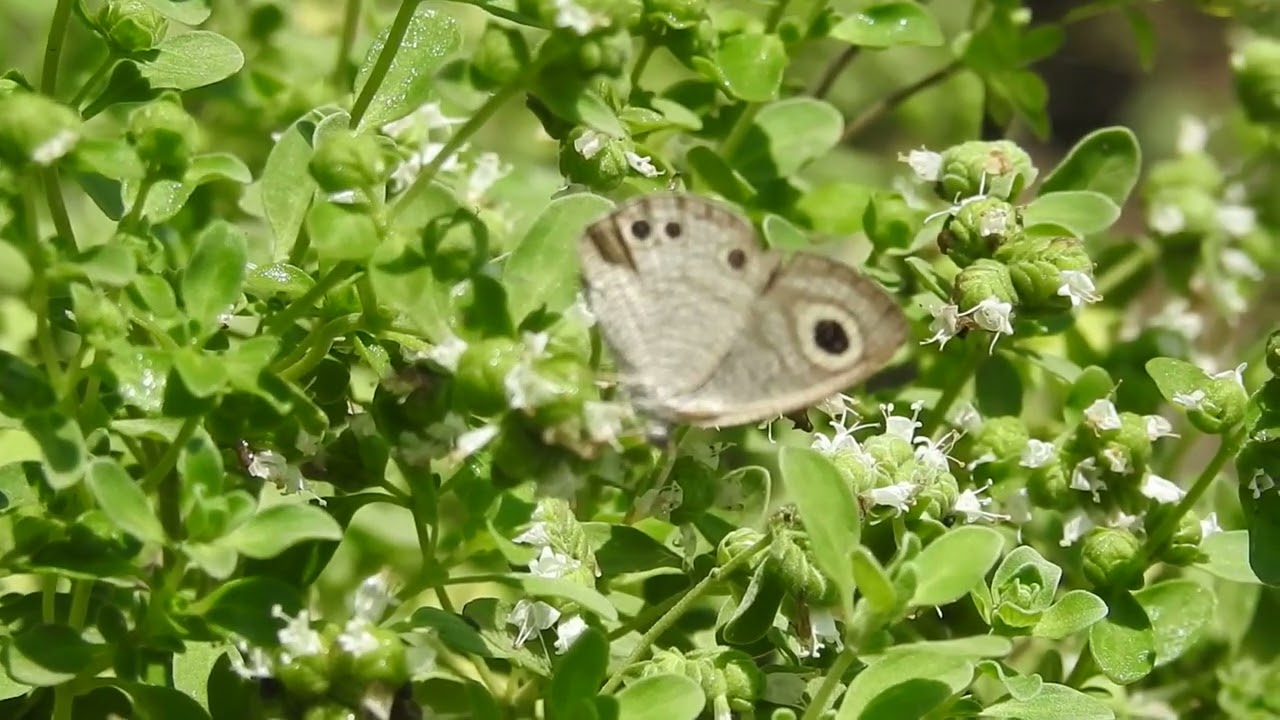 Exploring Butterfly Diversity and Ecological Significance at Jim’s Jungle Retreat