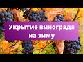 🍇 После этого УКРЫТИЯ ВИНОГРАД НЕ ЗАМЕРЗНЕТ | Чем и как укрыть виноград на зиму?