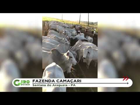 FAZENDA ACELERA TERMINAÇÃO COM LOTAÇÃO DE QUATRO BOIS POR HECTARE NO PARÁ