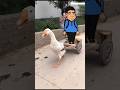 سيوده ركب البطه سيوده قلب البابا Shorts سيوده ركب البطه سيوده قلب البابا Shorts