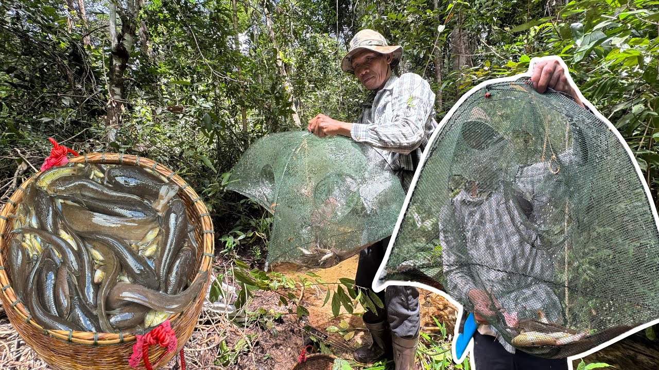 หลังจากบ้ได้เข้าหลายมื้อ มื้อนี้เข้าป่าใส่ตุ่มหมานปลาดุก ปลาช่อน ยกขึ้นหนักตึงหลังละ1โล 1/10/68