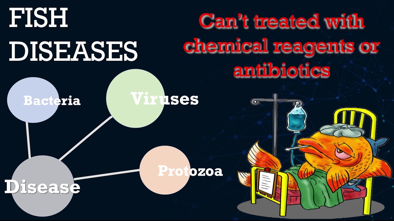 Scale drop disease virus (SDDV) rapid tests kit YouTube