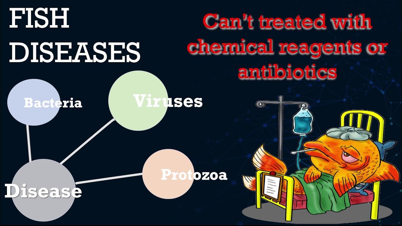 Scale drop disease virus (SDDV) rapid tests kit YouTube