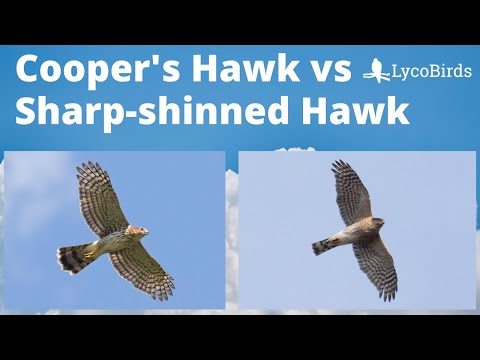 Cooper’s Hawk vs Sharp-shinned Hawk - Raptor identification