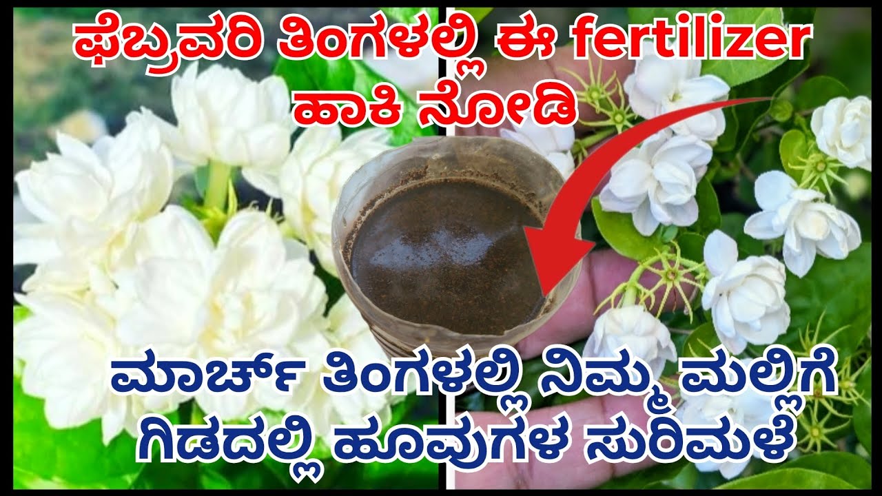 ಈ ಟಿಪ್ಸ್ follow ಮಾಡಿ ನೋಡಿ ನಿಮ್ಮ ಮಲ್ಲಿಗೆ ಗಿಡದಲ್ಲಿ ಹೂವುಗಳ ಸುರಿಮಳೆ||#jasmineplant