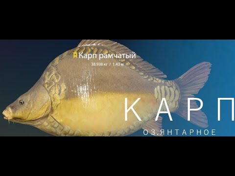 🐠Russian Fishing 4 /Русская рыбалка 4 ▶🐟 о.Янтарное карпы фарм с двух точек))))🐟