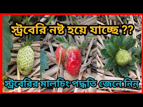 ভিডিও: মালচিং ফিল্ম: এটা কি? স্ট্রবেরি মলচ করার জন্য কালো ছায়াছবি এবং ছিদ্র ছাড়া এবং ছাড়া অন্যান্য বিকল্প