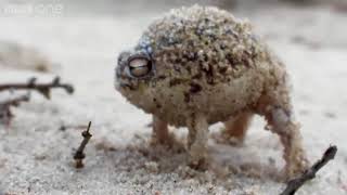 Angry Squeaking Newi