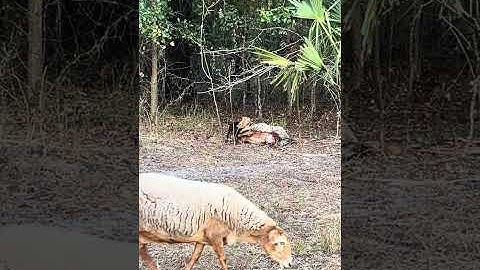 Full clip lamb birth