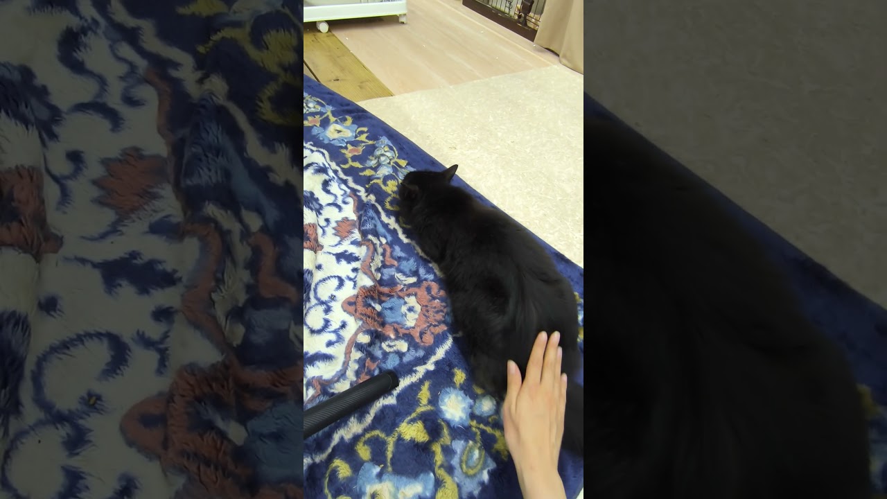 Suika is getting comfortable with physical contact, and has an adorable way to ask for attention 😄