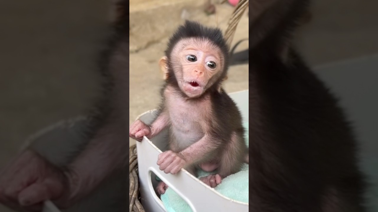 “She Misses Her Mom So Much… 😭🐒💔”