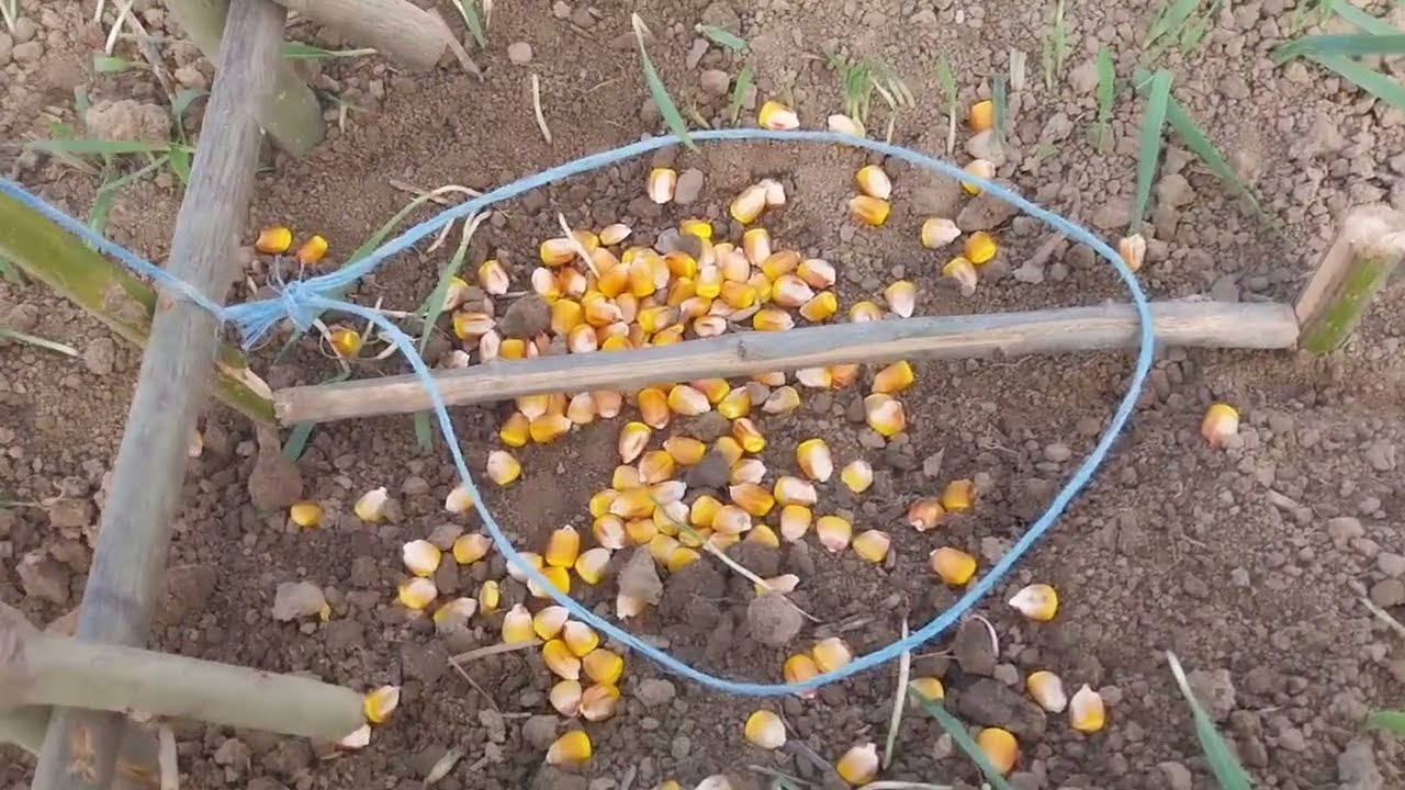 Cum sa faci o capcana pentru iepuri și fazani.